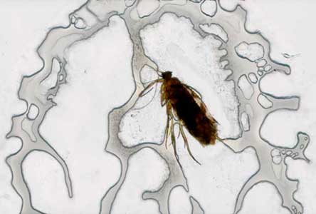 Veruhuung, 1990, Insekt in Uhu zwischen Diaglas, 24 x 36 mm